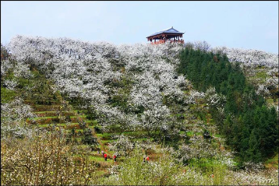 【春天，广西桂林灌阳县向您发出邀请！】我们在灌阳看梨花 - 游山玩水 - 宣城生活社区 - 宣城28生活网 xuancheng.28life.net