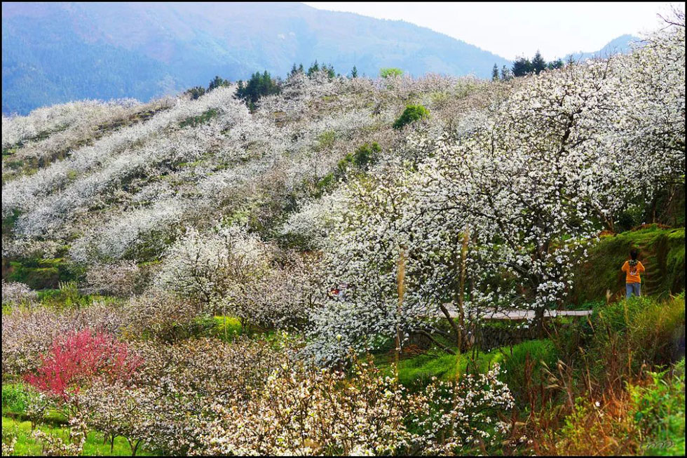 【春天，广西桂林灌阳县向您发出邀请！】我们在灌阳看梨花 - 游山玩水 - 宣城生活社区 - 宣城28生活网 xuancheng.28life.net