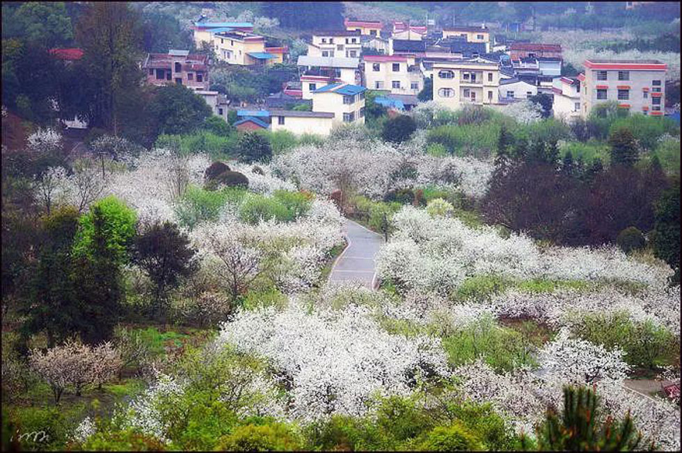 【春天，广西桂林灌阳县向您发出邀请！】我们在灌阳看梨花 - 游山玩水 - 宣城生活社区 - 宣城28生活网 xuancheng.28life.net