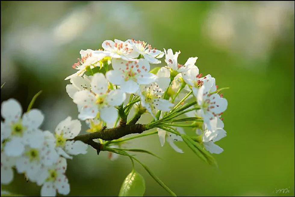 【春天，广西桂林灌阳县向您发出邀请！】我们在灌阳看梨花 - 游山玩水 - 宣城生活社区 - 宣城28生活网 xuancheng.28life.net