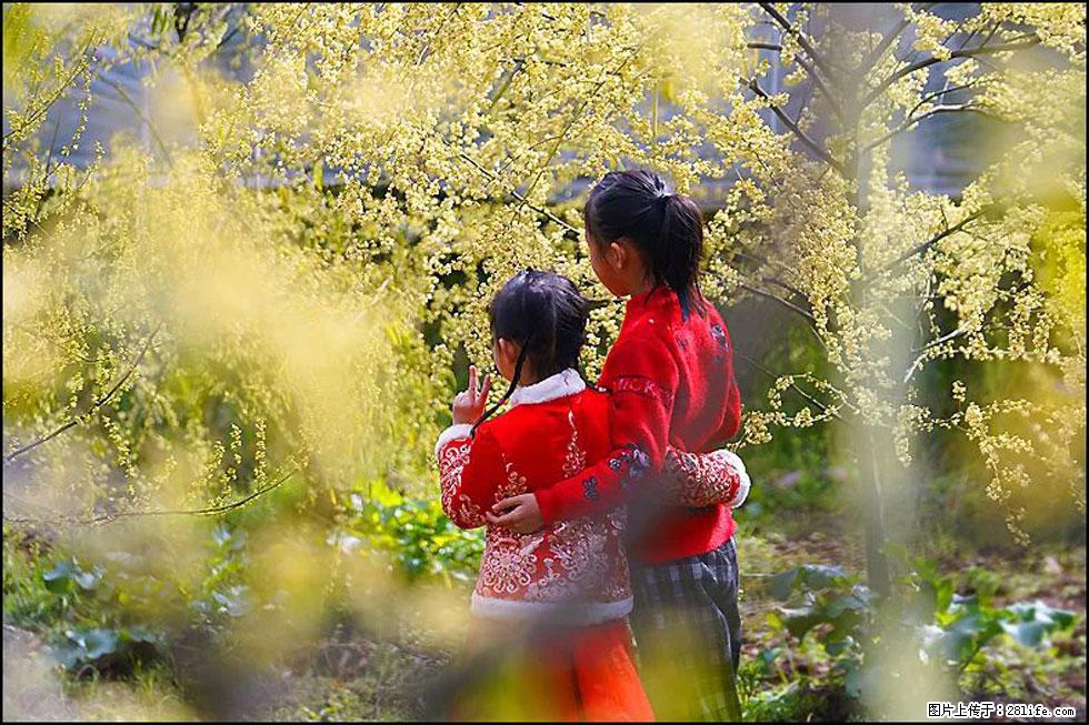 【春天，广西桂林灌阳县向您发出邀请！】米珠山前有片山苍子花在飘香 - 游山玩水 - 宣城生活社区 - 宣城28生活网 xuancheng.28life.net