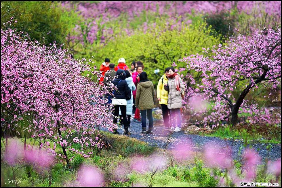 【春天，广西桂林灌阳县向您发出邀请！】官庄村有个醉美的桃花园 - 游山玩水 - 宣城生活社区 - 宣城28生活网 xuancheng.28life.net
