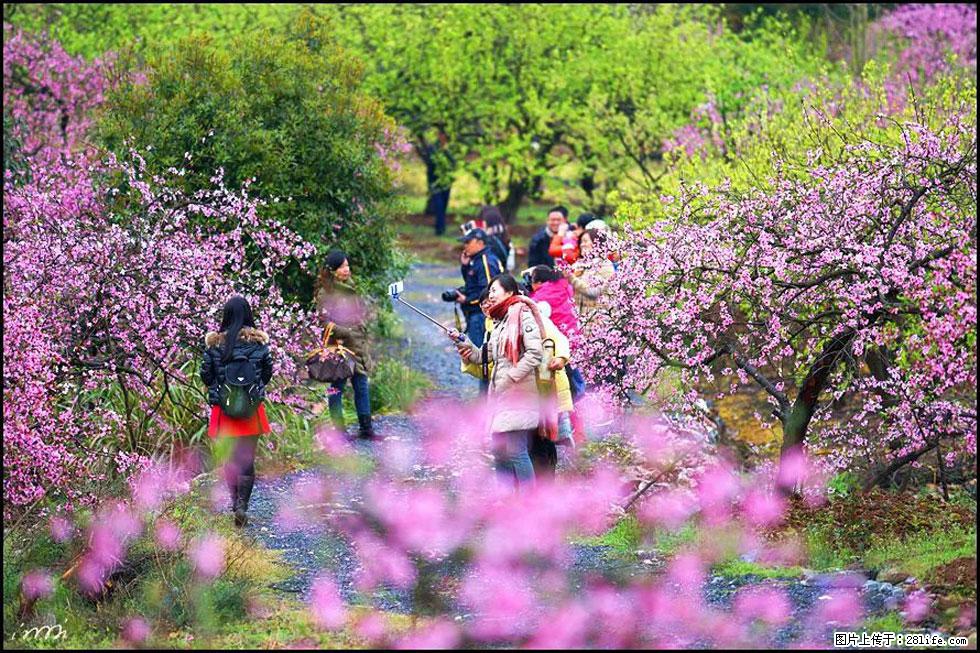 【春天，广西桂林灌阳县向您发出邀请！】官庄村有个醉美的桃花园 - 游山玩水 - 宣城生活社区 - 宣城28生活网 xuancheng.28life.net