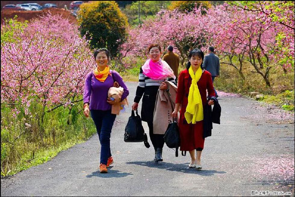 【春天，广西桂林灌阳县向您发出邀请！】官庄村有个醉美的桃花园 - 游山玩水 - 宣城生活社区 - 宣城28生活网 xuancheng.28life.net