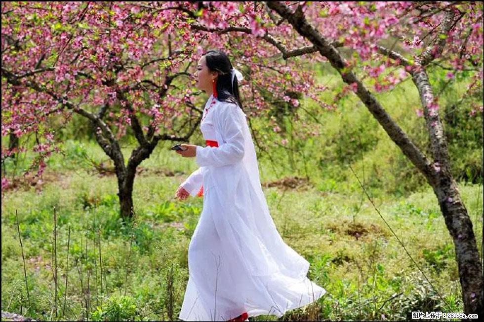 【春天，广西桂林灌阳县向您发出邀请！】官庄村有个醉美的桃花园 - 游山玩水 - 宣城生活社区 - 宣城28生活网 xuancheng.28life.net