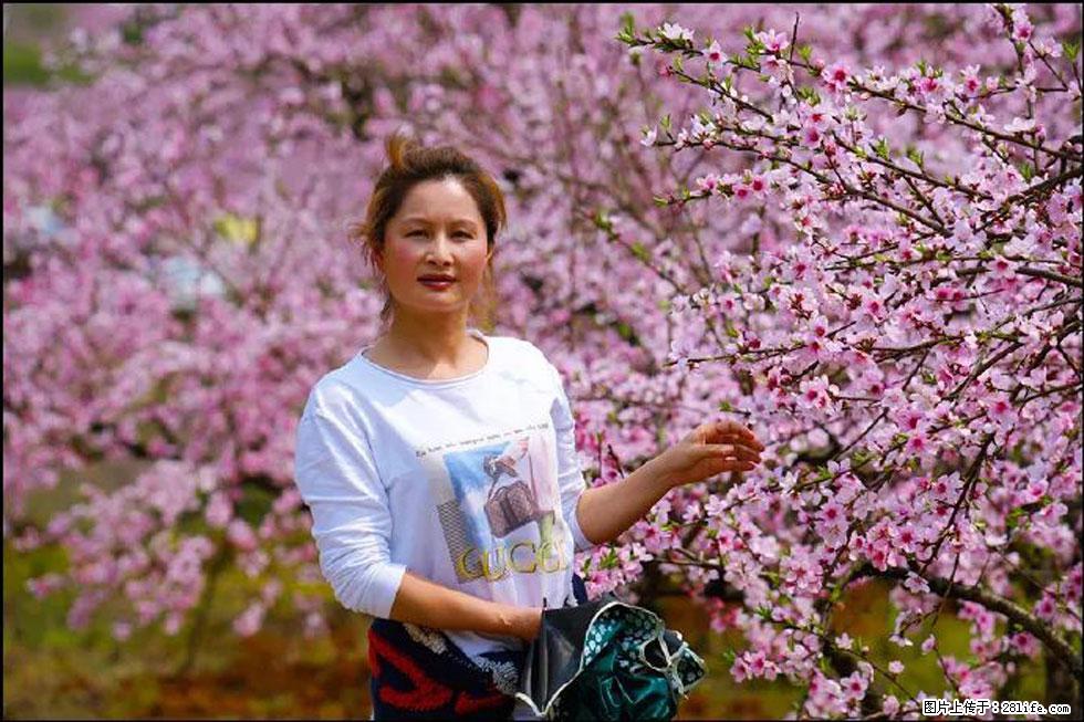 【春天，广西桂林灌阳县向您发出邀请！】官庄村有个醉美的桃花园 - 游山玩水 - 宣城生活社区 - 宣城28生活网 xuancheng.28life.net