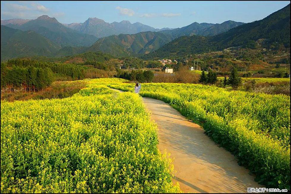 【春天，广西桂林灌阳县向您发出邀请！】长坪村油菜盛情花开 - 游山玩水 - 宣城生活社区 - 宣城28生活网 xuancheng.28life.net