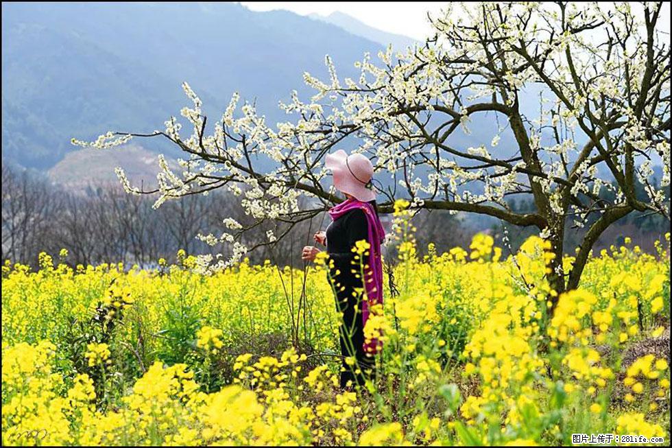【春天，广西桂林灌阳县向您发出邀请！】长坪村油菜盛情花开 - 游山玩水 - 宣城生活社区 - 宣城28生活网 xuancheng.28life.net