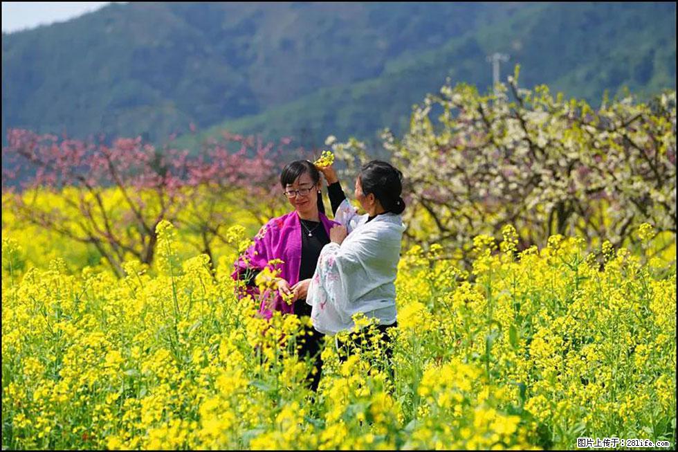 【春天，广西桂林灌阳县向您发出邀请！】长坪村油菜盛情花开 - 游山玩水 - 宣城生活社区 - 宣城28生活网 xuancheng.28life.net