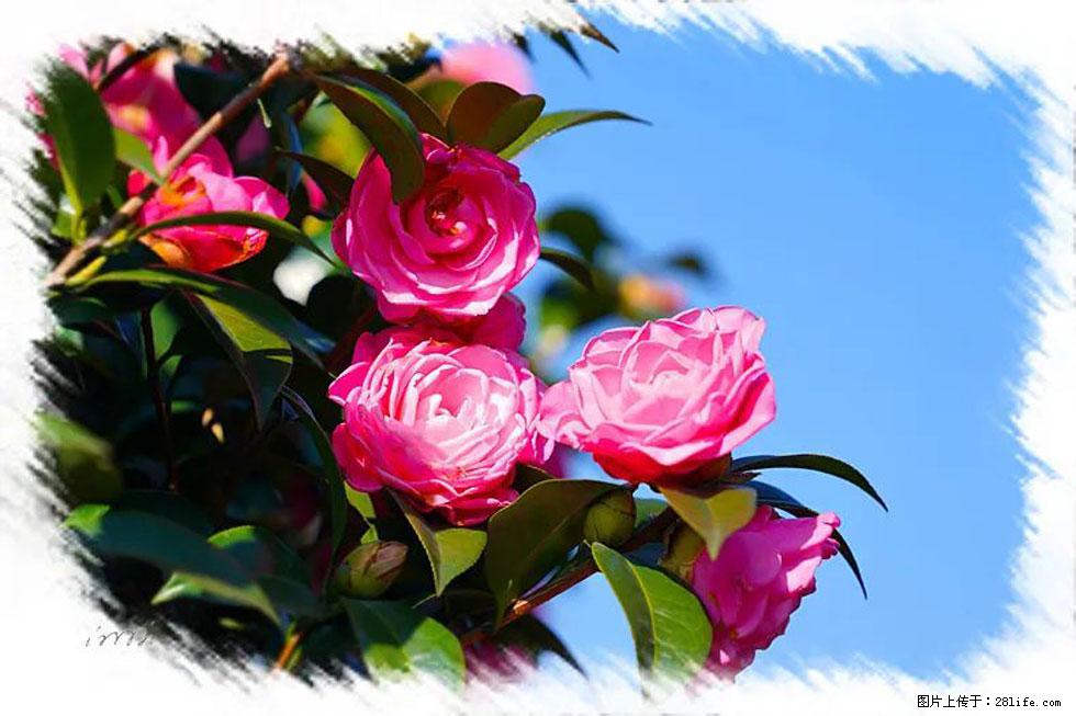 【春天，广西桂林灌阳县向您发出邀请！】杨柳井茶花惹人爱 - 游山玩水 - 宣城生活社区 - 宣城28生活网 xuancheng.28life.net