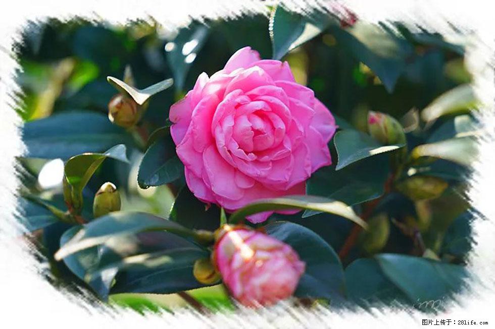 【春天，广西桂林灌阳县向您发出邀请！】杨柳井茶花惹人爱 - 游山玩水 - 宣城生活社区 - 宣城28生活网 xuancheng.28life.net