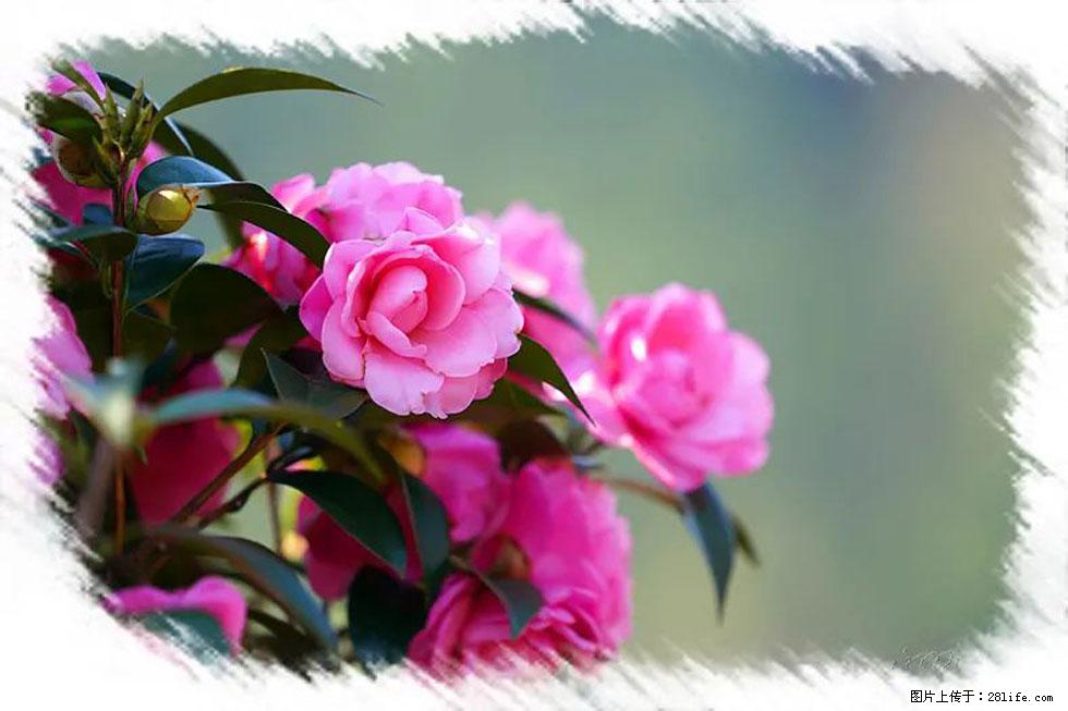 【春天，广西桂林灌阳县向您发出邀请！】杨柳井茶花惹人爱 - 游山玩水 - 宣城生活社区 - 宣城28生活网 xuancheng.28life.net