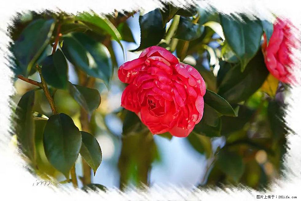 【春天，广西桂林灌阳县向您发出邀请！】杨柳井茶花惹人爱 - 游山玩水 - 宣城生活社区 - 宣城28生活网 xuancheng.28life.net