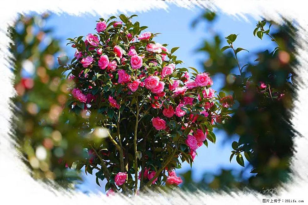 【春天，广西桂林灌阳县向您发出邀请！】杨柳井茶花惹人爱 - 游山玩水 - 宣城生活社区 - 宣城28生活网 xuancheng.28life.net