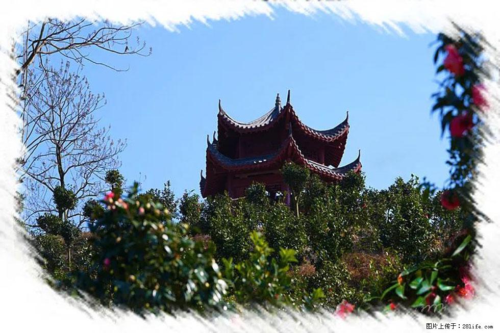 【春天，广西桂林灌阳县向您发出邀请！】杨柳井茶花惹人爱 - 游山玩水 - 宣城生活社区 - 宣城28生活网 xuancheng.28life.net