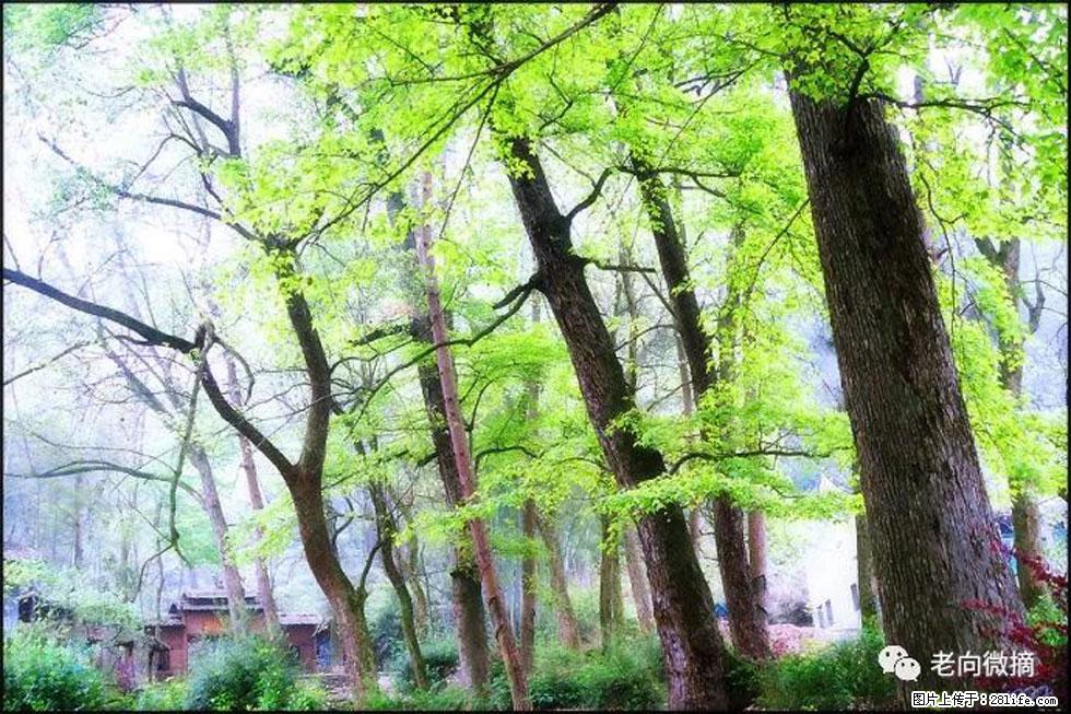 【春天，广西桂林灌阳县向您发出邀请！】在小龙村与春天约会 - 游山玩水 - 宣城生活社区 - 宣城28生活网 xuancheng.28life.net