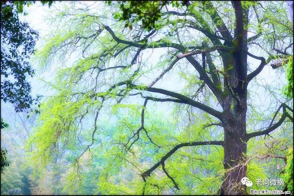 【春天，广西桂林灌阳县向您发出邀请！】在小龙村与春天约会 - 游山玩水 - 宣城生活社区 - 宣城28生活网 xuancheng.28life.net