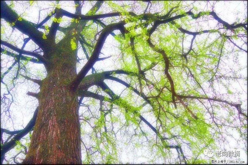【春天，广西桂林灌阳县向您发出邀请！】在小龙村与春天约会 - 游山玩水 - 宣城生活社区 - 宣城28生活网 xuancheng.28life.net