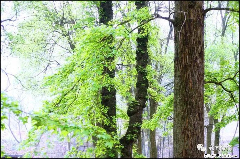 【春天，广西桂林灌阳县向您发出邀请！】在小龙村与春天约会 - 游山玩水 - 宣城生活社区 - 宣城28生活网 xuancheng.28life.net