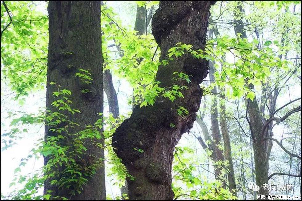 【春天，广西桂林灌阳县向您发出邀请！】在小龙村与春天约会 - 游山玩水 - 宣城生活社区 - 宣城28生活网 xuancheng.28life.net