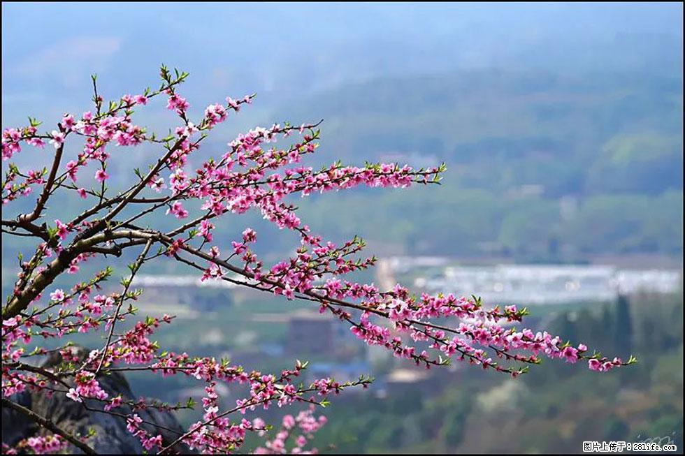 【春天，广西桂林灌阳县向您发出邀请！】望月岭上桃花开 - 游山玩水 - 宣城生活社区 - 宣城28生活网 xuancheng.28life.net