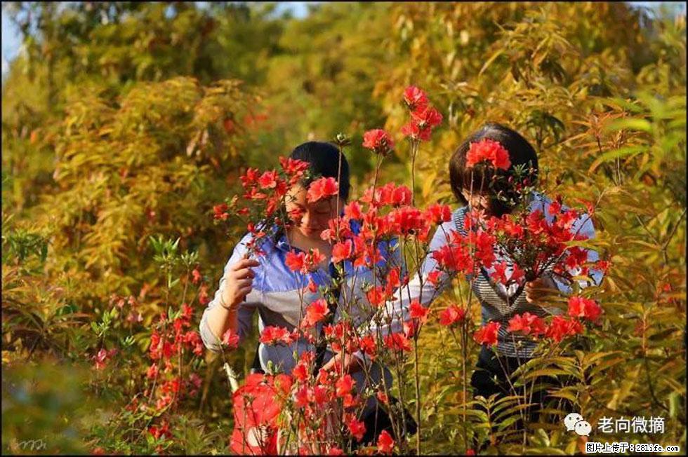 【春天，广西桂林灌阳县向您发出邀请！】登麒麟山，相约映山红 - 游山玩水 - 宣城生活社区 - 宣城28生活网 xuancheng.28life.net