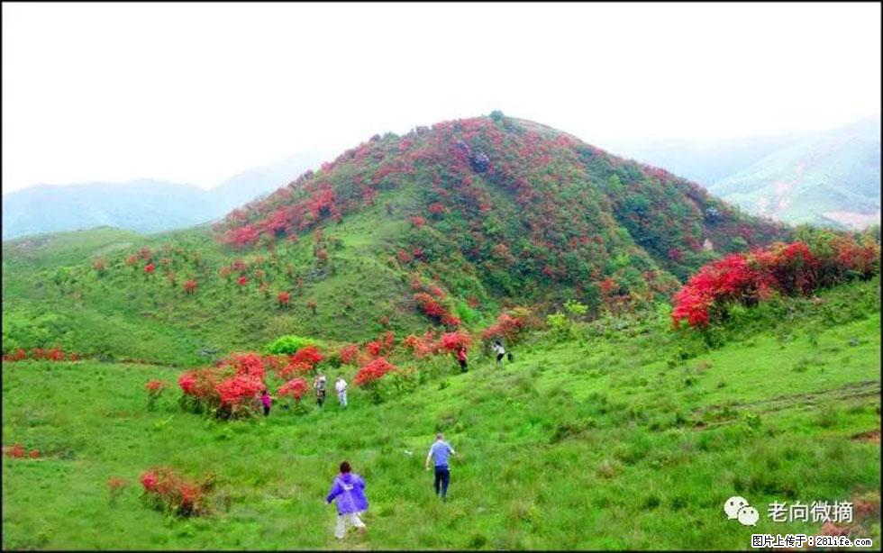 【春天，广西桂林灌阳县向您发出邀请！】宝盖山上映山红 - 游山玩水 - 宣城生活社区 - 宣城28生活网 xuancheng.28life.net