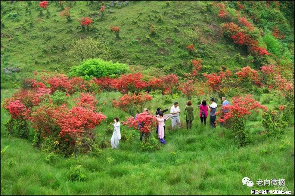 【春天，广西桂林灌阳县向您发出邀请！】宝盖山上映山红 - 游山玩水 - 宣城生活社区 - 宣城28生活网 xuancheng.28life.net