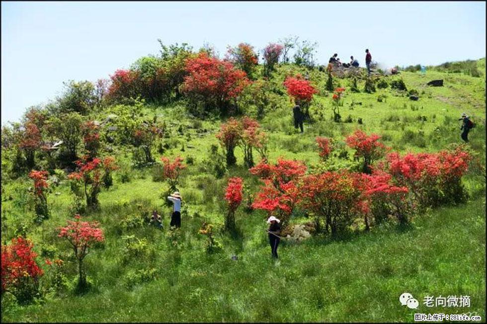 【春天，广西桂林灌阳县向您发出邀请！】宝盖山上映山红 - 游山玩水 - 宣城生活社区 - 宣城28生活网 xuancheng.28life.net