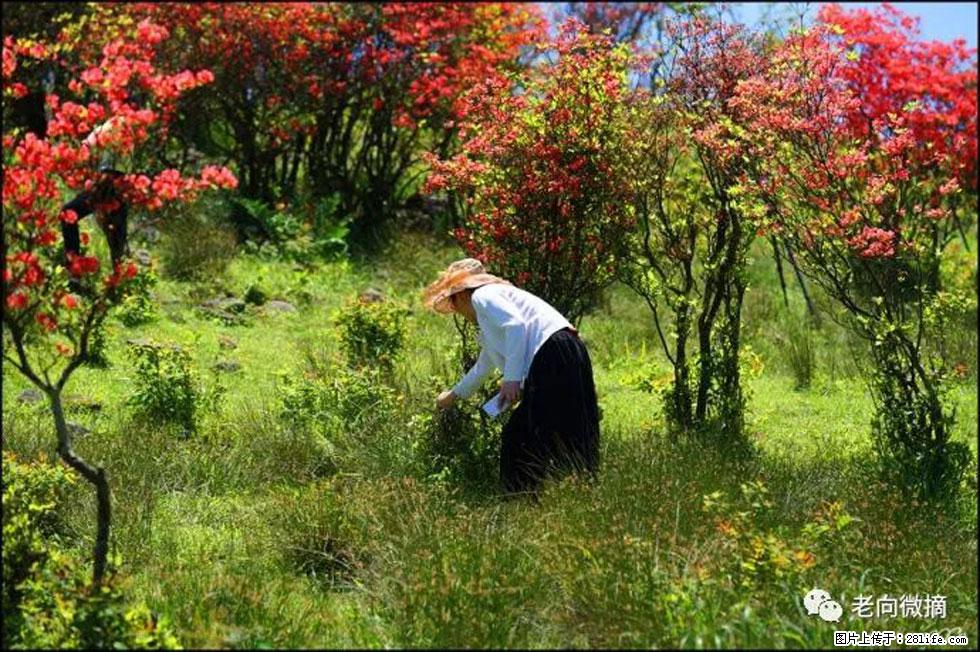【春天，广西桂林灌阳县向您发出邀请！】宝盖山上映山红 - 游山玩水 - 宣城生活社区 - 宣城28生活网 xuancheng.28life.net
