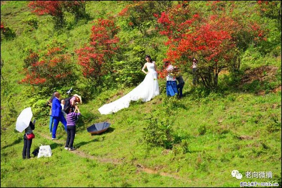 【春天，广西桂林灌阳县向您发出邀请！】宝盖山上映山红 - 游山玩水 - 宣城生活社区 - 宣城28生活网 xuancheng.28life.net