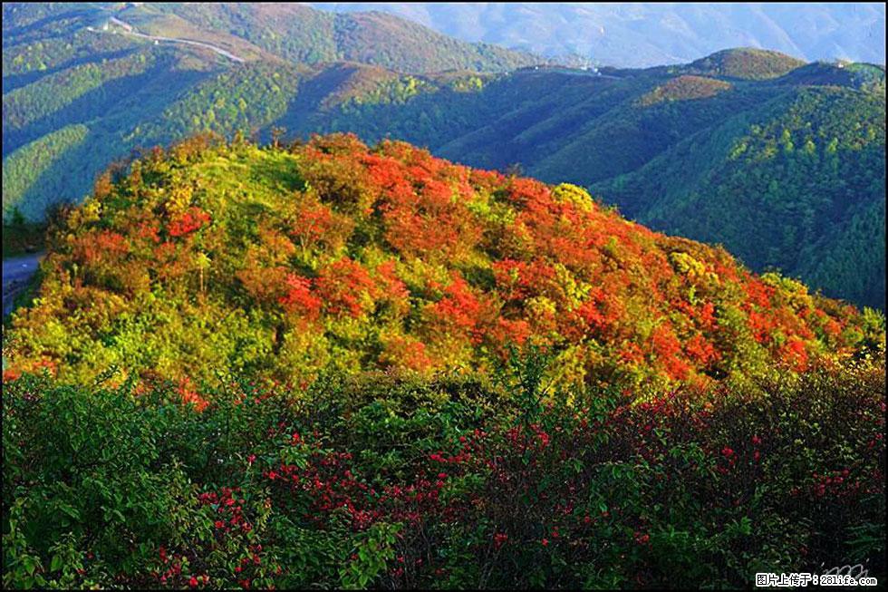 【春天，广西桂林灌阳县向您发出邀请！】春木界上映山红 - 游山玩水 - 宣城生活社区 - 宣城28生活网 xuancheng.28life.net