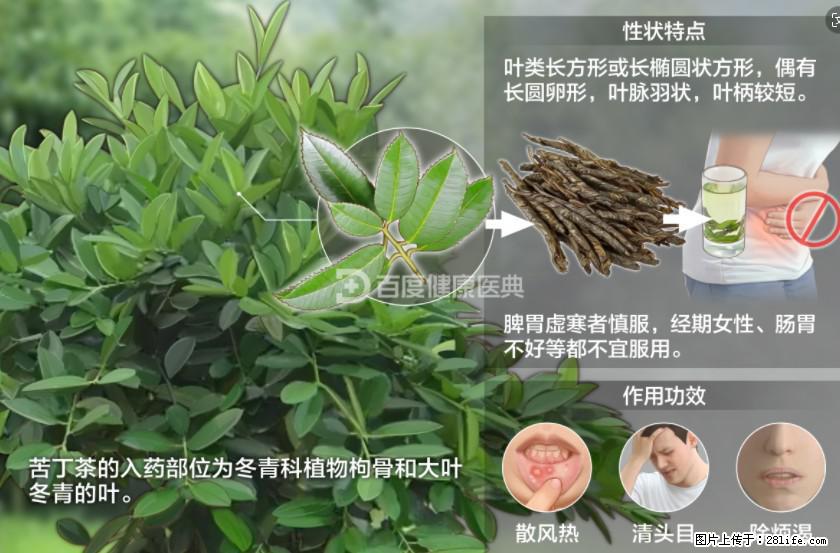 苦丁茶有哪些功效和作用 - 生活百科 - 宣城生活社区 - 宣城28生活网 xuancheng.28life.net