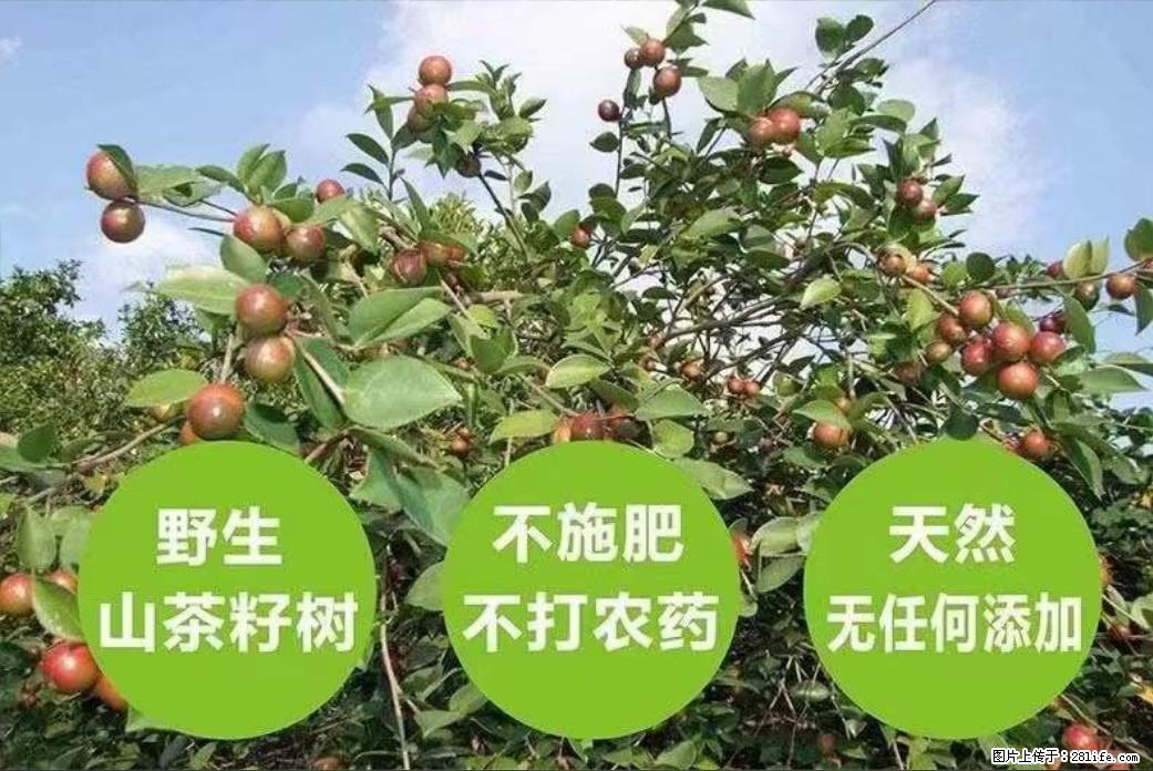【灌阳县油茶产业示范区】一个有着充实的精神生活的人，对待身外之物自会有一种淡泊的态度 - 美食天地 - 宣城生活社区 - 宣城28生活网 xuancheng.28life.net