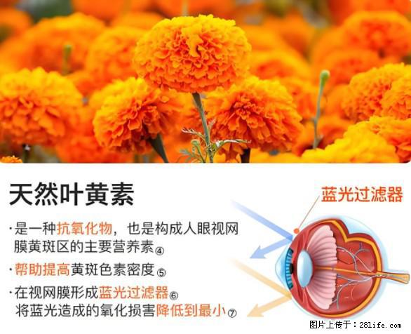 叶黄素有什么功效和作用 - 生活百科 - 宣城生活社区 - 宣城28生活网 xuancheng.28life.net
