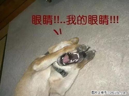 笑癫了！一女的怀孕三年未生，他终于忍不住了... - 娱乐八卦 - 宣城生活社区 - 宣城28生活网 xuancheng.28life.net
