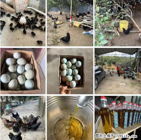 油茶园从小鸡仔开始养起的纯土鸡、土鸡蛋可以预定啦！还有前几天刚榨的纯山茶油哦 - 土特产 - 饮食特产 - 宣城分类信息 - 宣城28生活网 xuancheng.28life.net