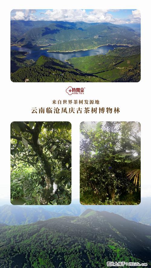 时间果百年古树2025年春红茶 - 购物交流 - 宣城生活社区 - 宣城28生活网 xuancheng.28life.net