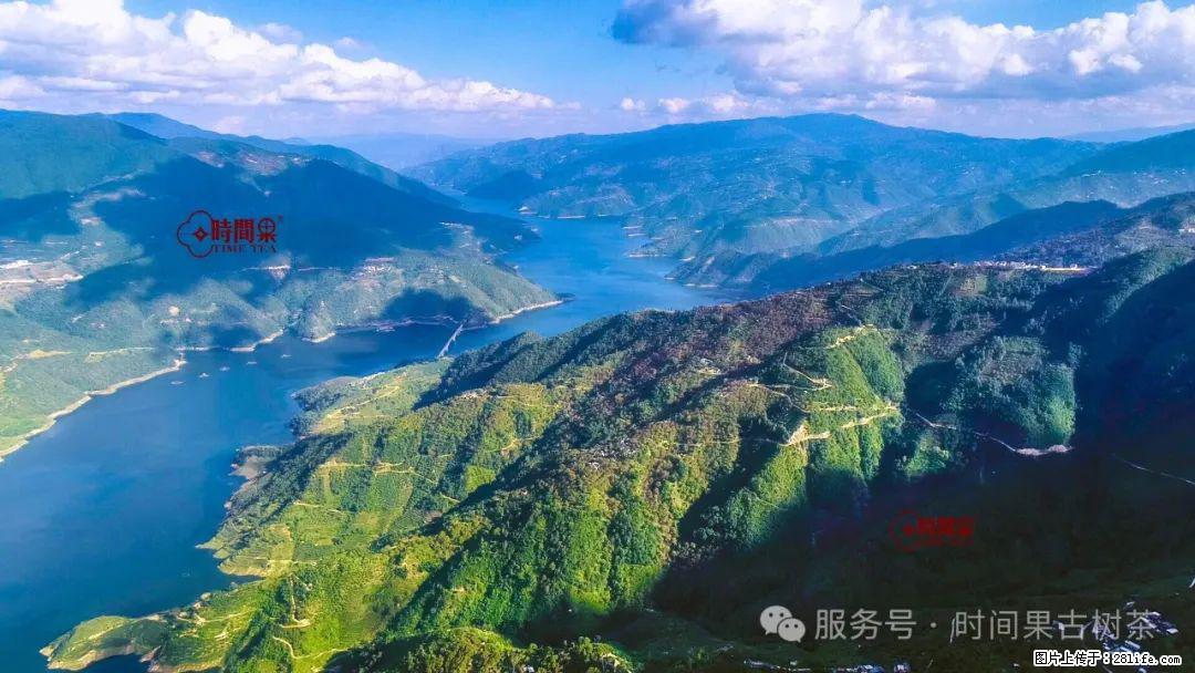 时间果百年古树龙珠普洱生茶 - 购物交流 - 宣城生活社区 - 宣城28生活网 xuancheng.28life.net
