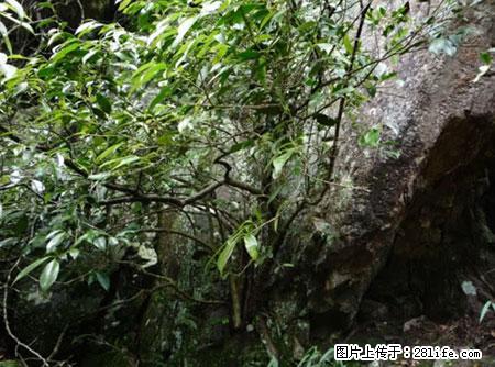 平乐石崖茶，珍贵仅次于金花茶 - 宣城生活资讯 - 宣城28生活网 xuancheng.28life.net