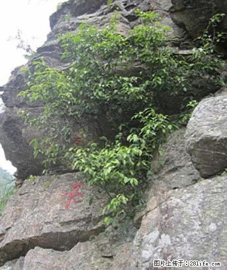平乐石崖茶，珍贵仅次于金花茶 - 宣城生活资讯 - 宣城28生活网 xuancheng.28life.net