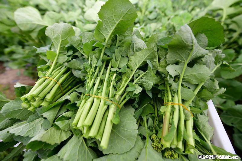 这些蔬菜是“天然钙片”，这6种被医生重点推荐 - 宣城生活资讯 - 宣城28生活网 xuancheng.28life.net